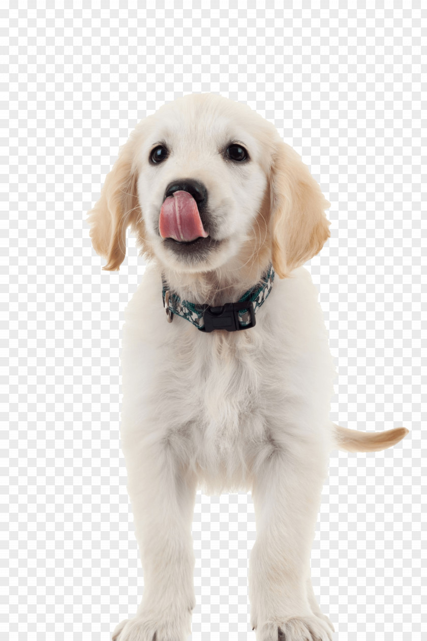 Golden Retriever Labrador Rottweiler Puppy Dog Food PNG