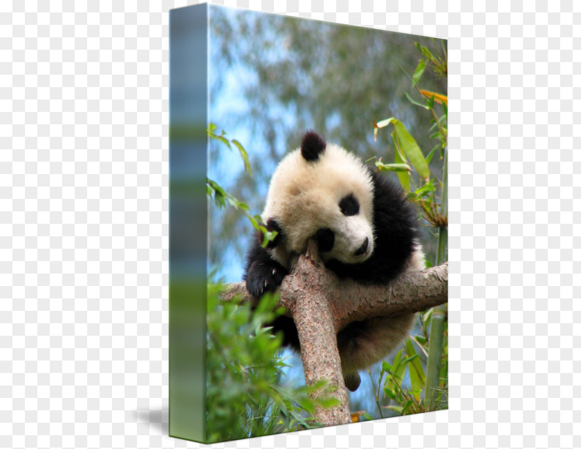 Panda SLEEP Giant Red Bear Zhen Тур PNG