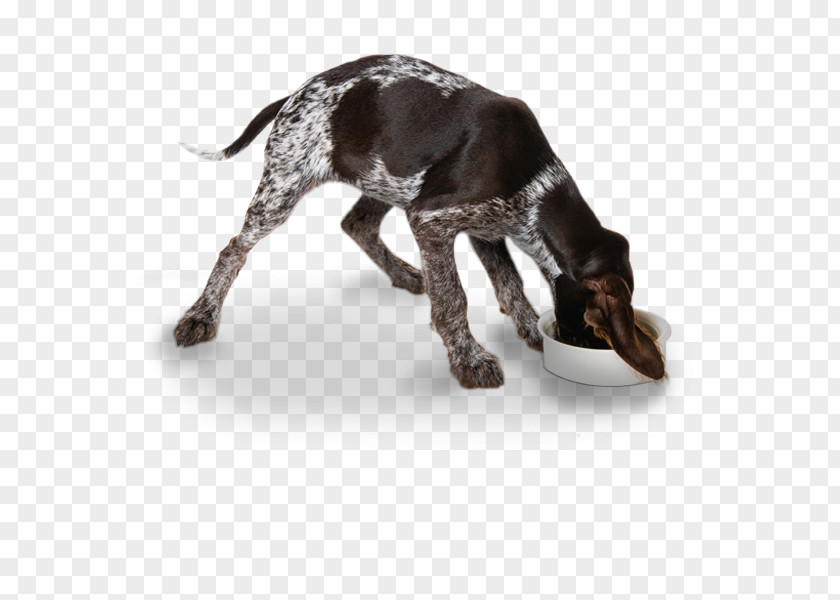 Puppy German Wirehaired Pointer Pointing Griffon Spinone Italiano Shorthaired PNG