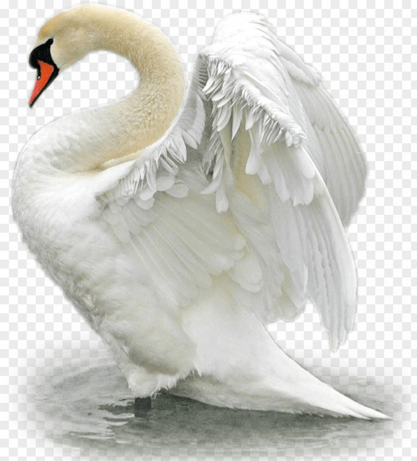 Swans Bird Mute Swan Trumpeter Duck The Magic Geese PNG