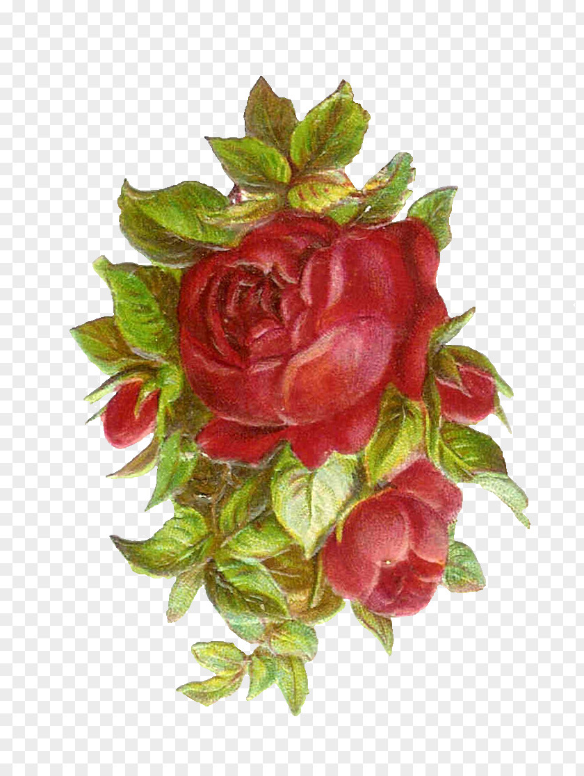 Vintage Roses Images Rose Antique Pink Clip Art PNG