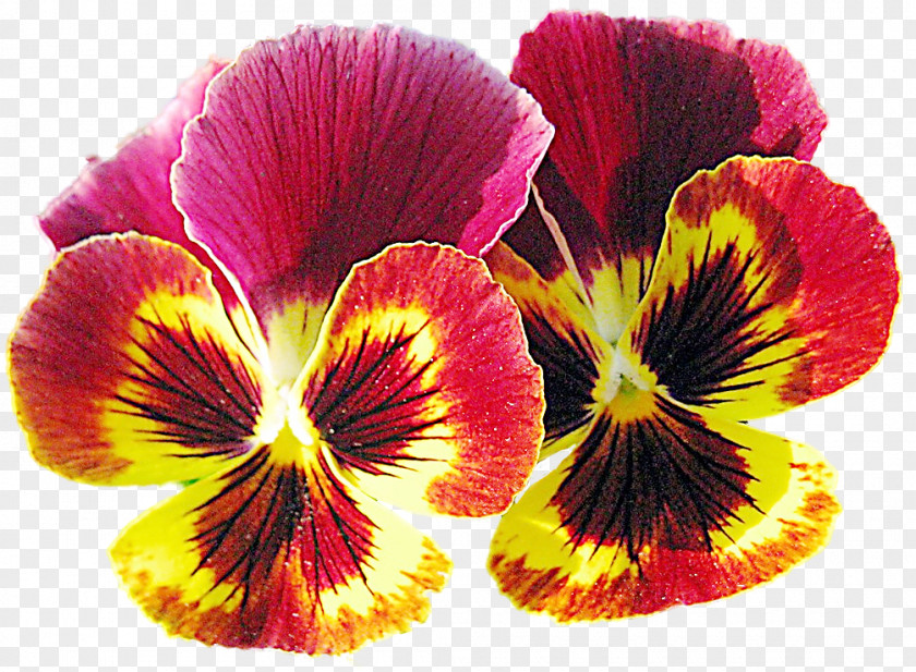 Violet Pansy Annual Plant Flower Petal PNG