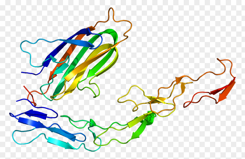 CD134 TNF Receptor Superfamily Tumor Necrosis Factor Protein PNG