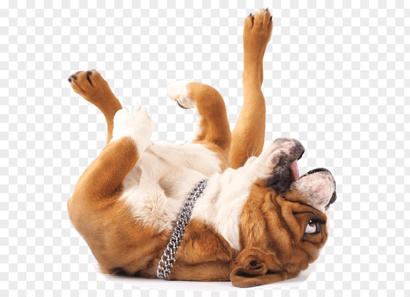 Dog Back Bulldog Golden Retriever Cat Pet Sitting PNG