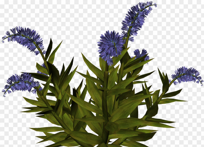 Flower IFolder Purple Grape Blue PNG
