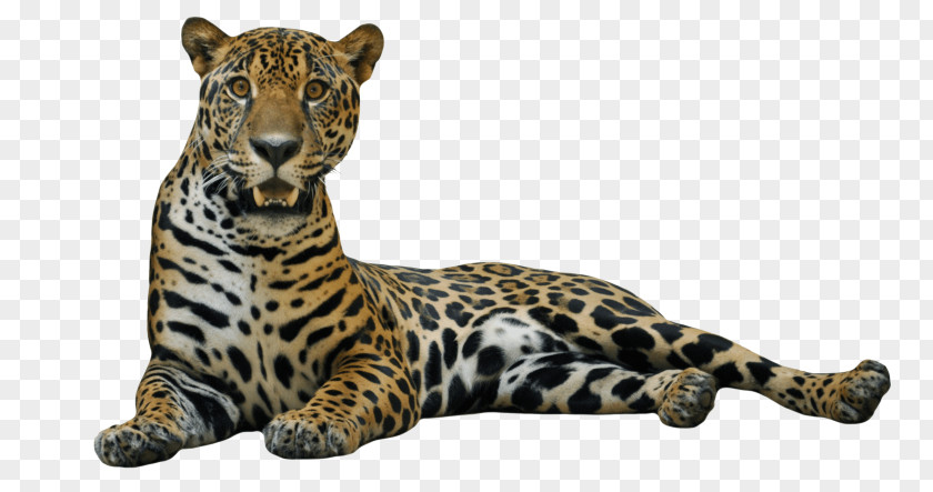 Jaguar Cars Leopard Clip Art PNG