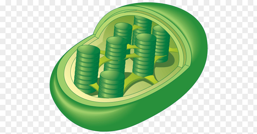 Label Cartoon Chloroplast Organelle Photosynthesis Plant Cell PNG