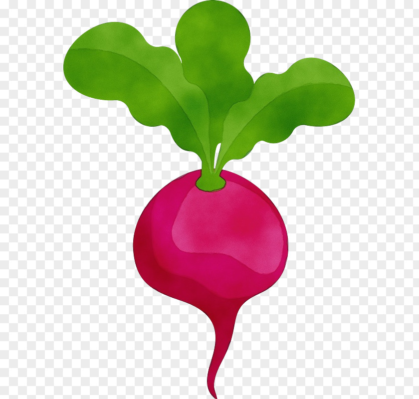 Leaf Plant Stem Vegetable Radish Green PNG