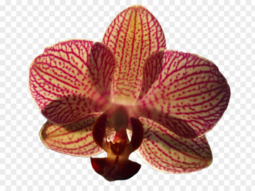 Orchid Moth Orchids Flower Orchis Purpurea PNG