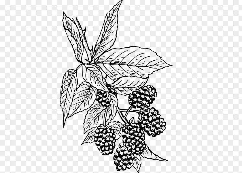 Berry Cliparts BlackBerry Bold Clip Art PNG
