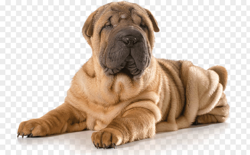 Puppy Mini Shar Pei The Chinese Shar-Pei Dog Breed PNG