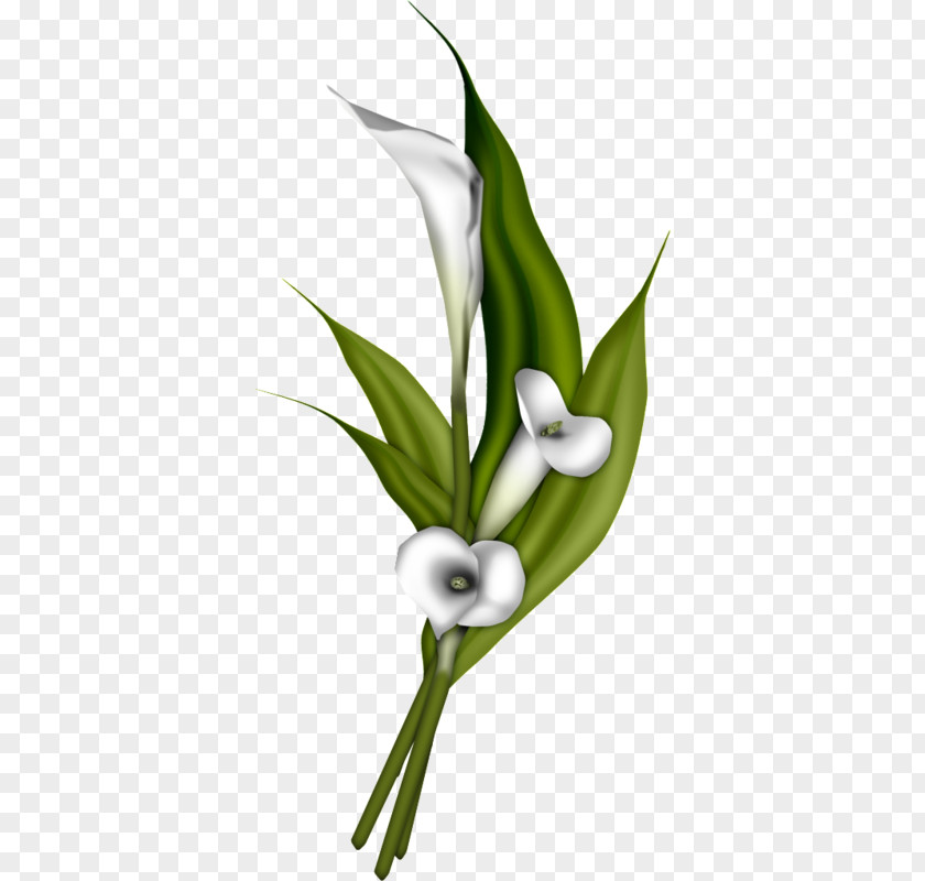 White Calla Lily Flower Bouquet Arum-lily Clip Art PNG