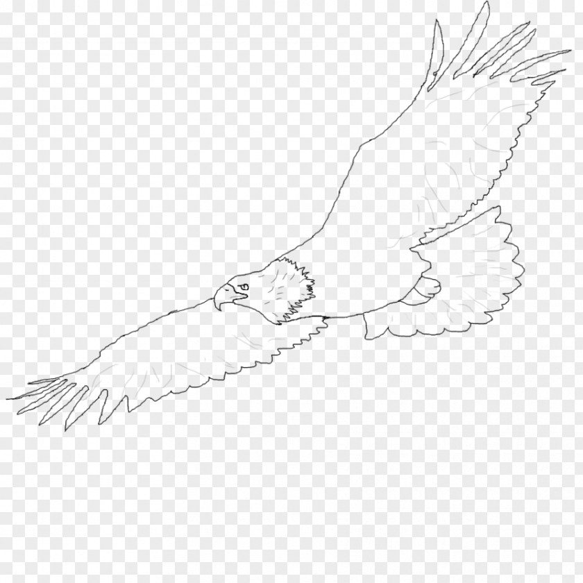 Eagle Drawing Clip Art PNG