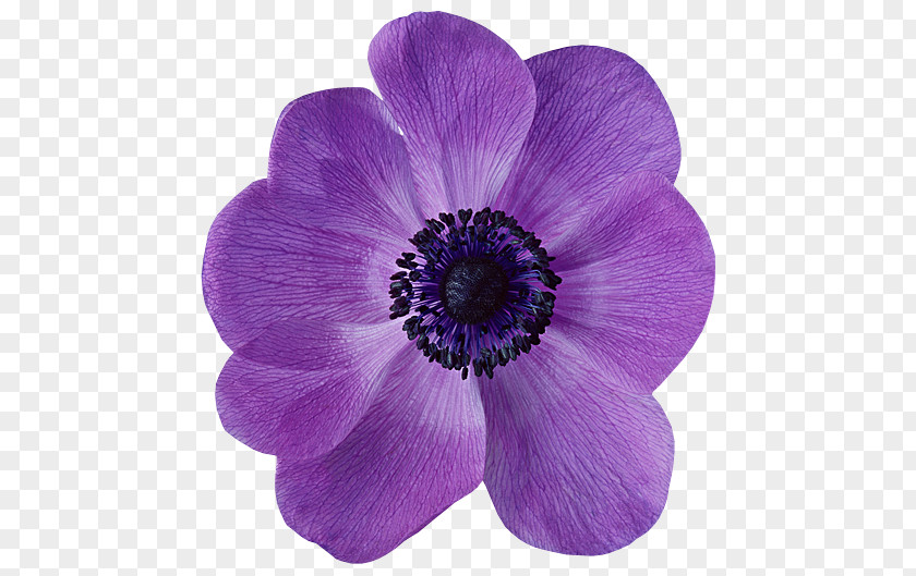 Flower Anemone Petal Violet Desktop Wallpaper PNG