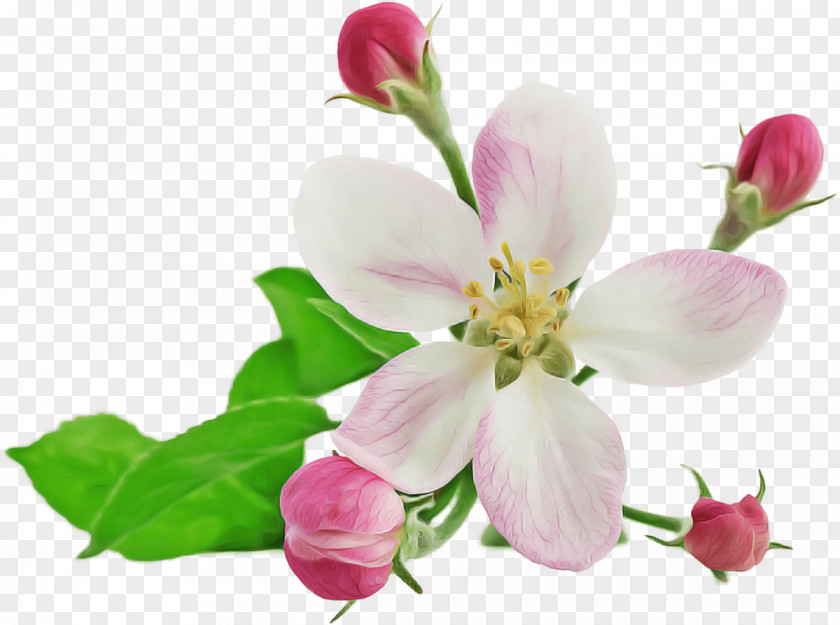 Flower Petal Plant Pink Blossom PNG