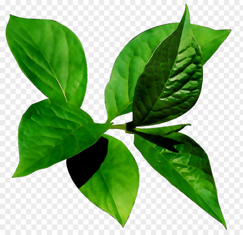 Leaf Plant Stem PNG