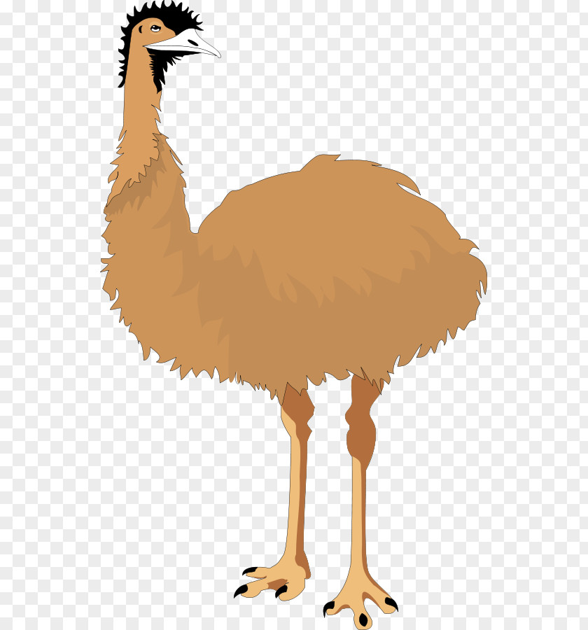Legs Cliparts Common Ostrich Bird Emu Clip Art PNG