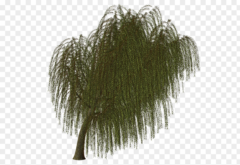Most Tree Twig Branch Plant PNG