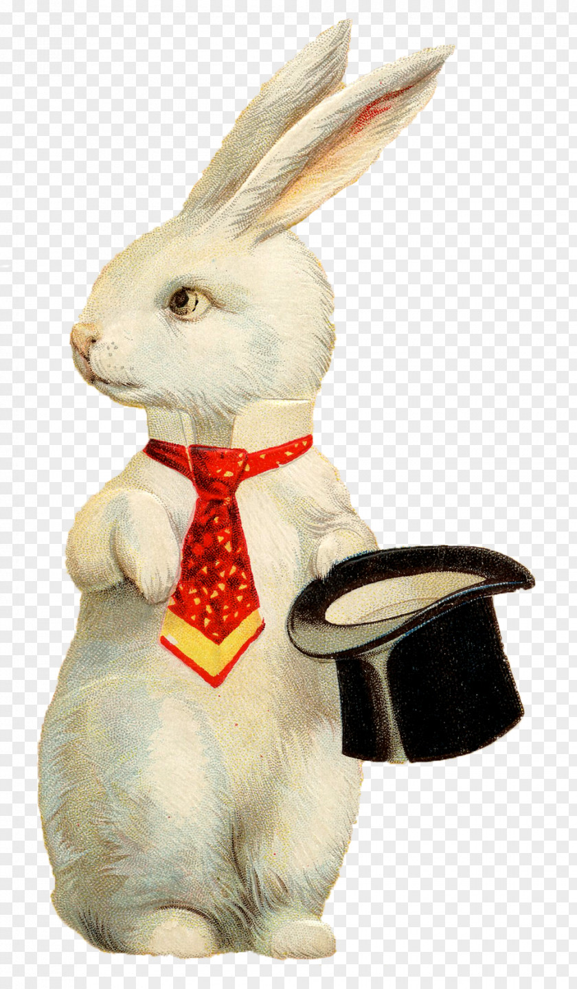 Rabbit Easter Bunny European Hare PNG