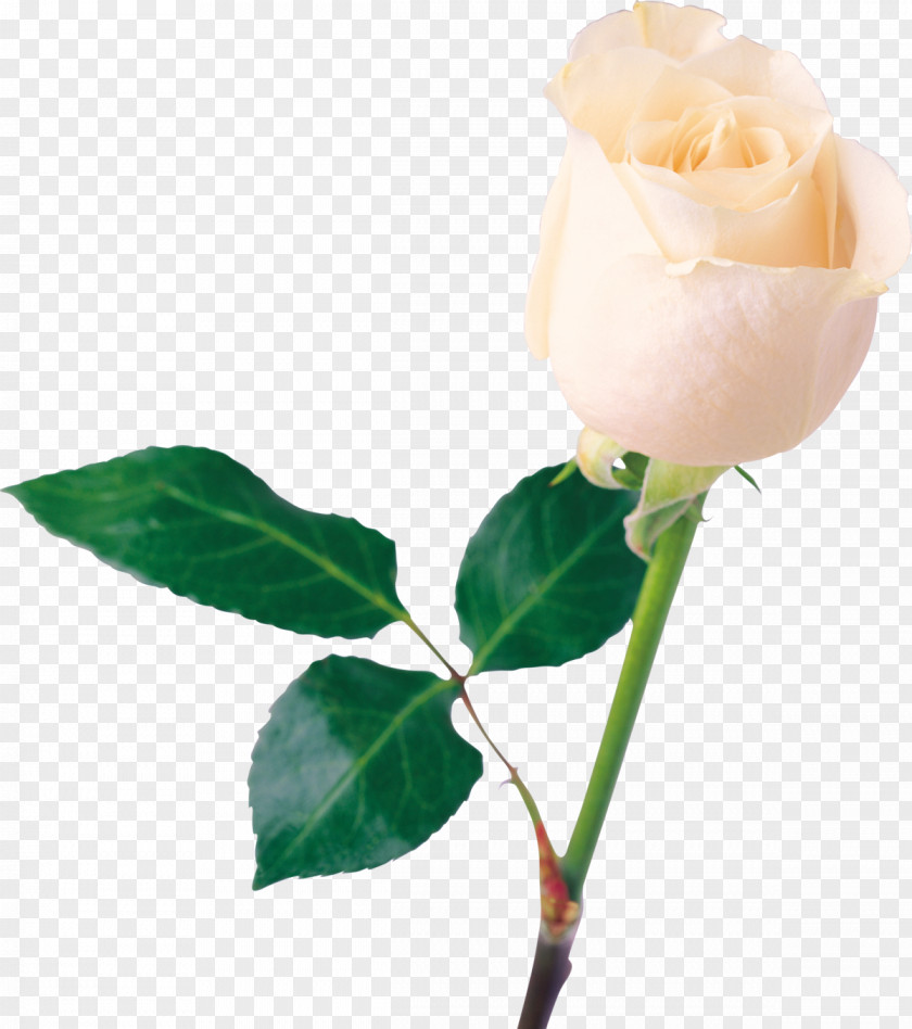 Rose Image Resolution Clip Art PNG