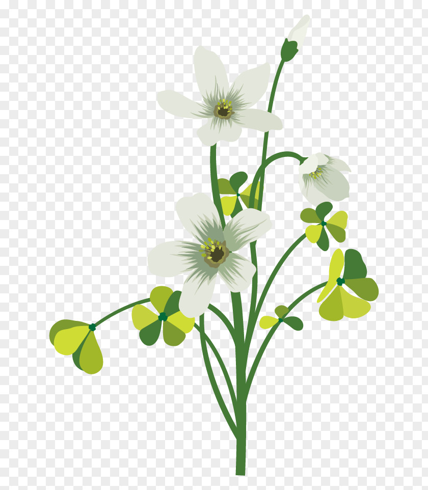 Vector Green Clover Petal White Decoration Flower Drawing Four-leaf PNG