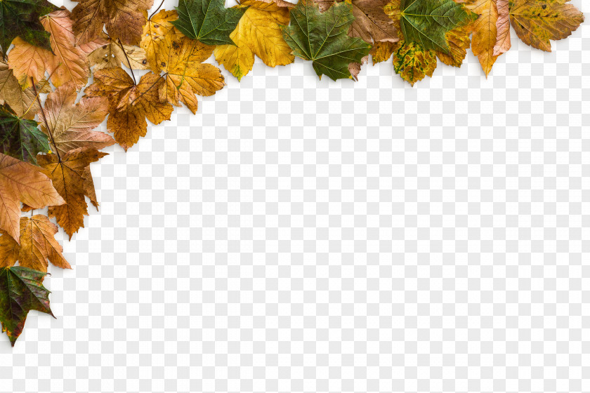 Yellow Maple Leaves PNG