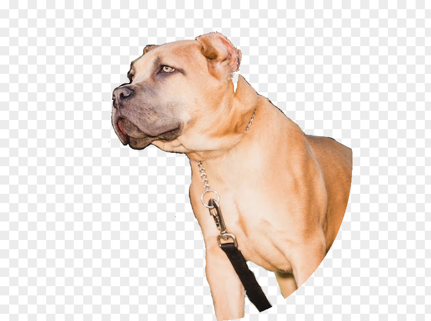 Dog Breed Boerboel American Pit Bull Terrier Cane Corso PNG