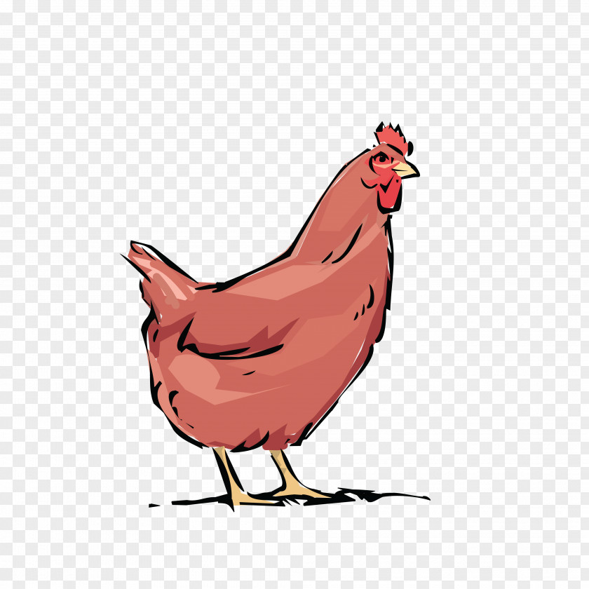 Hen Chicken Rooster Poultry Farming Clip Art PNG