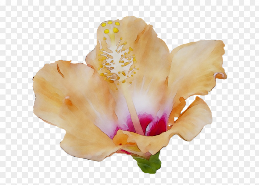 Iris Family Moth Orchids Irises Orange S.A. PNG