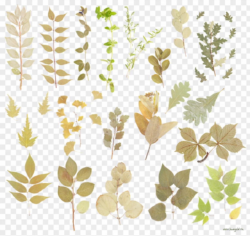 Naxin Leaf Floral Design Clip Art PNG