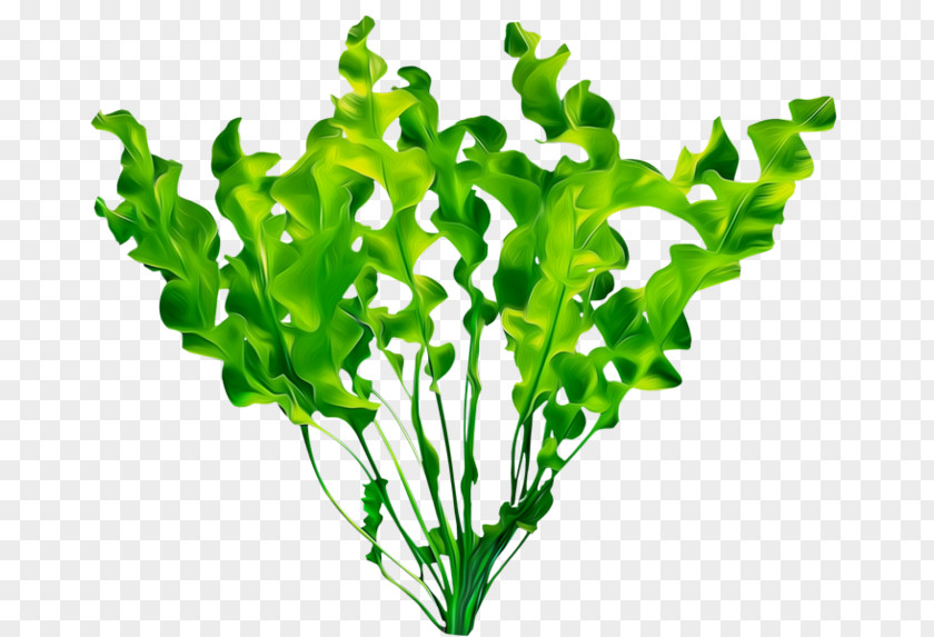 Plant Aquatic Plants Leaf PNG