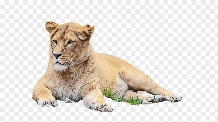 Snout Whiskers Wildlife Lion Terrestrial Animal Big Cats PNG