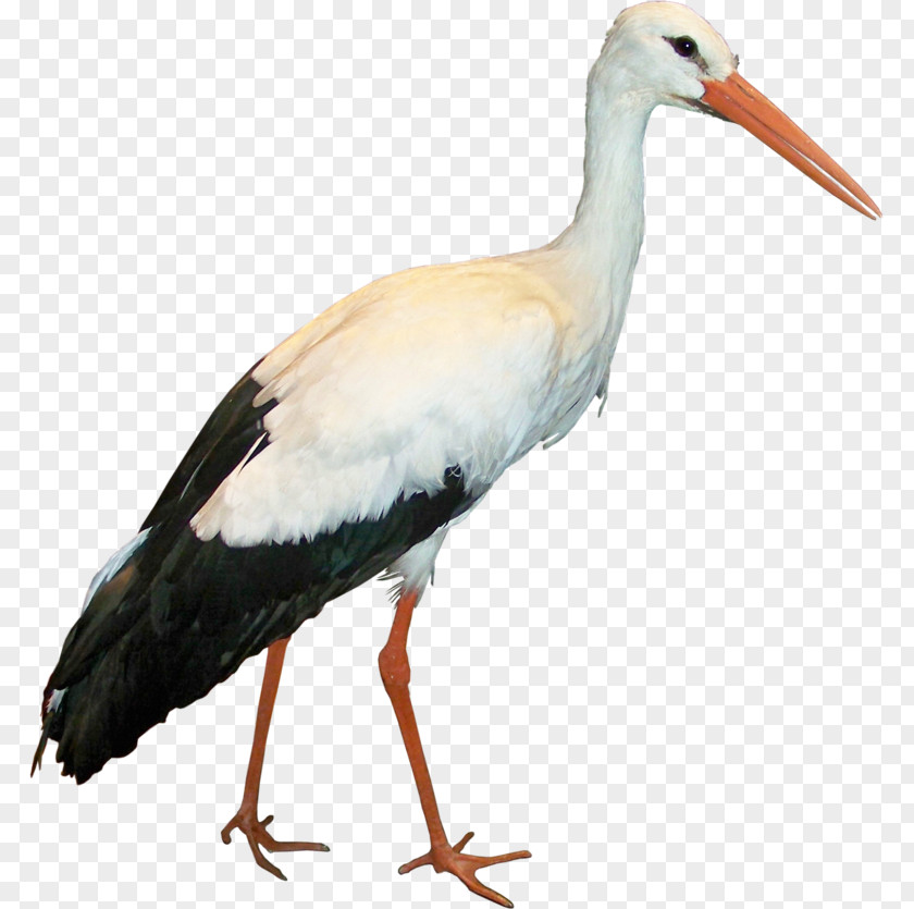 Stork White Icon PNG