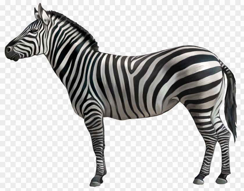 Zebra Horse Clip Art PNG