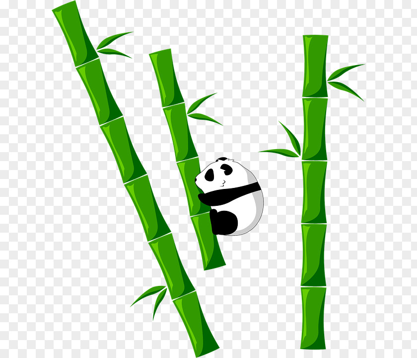 Bambu. Tropical Woody Bamboos Giant Panda Food Clip Art PNG