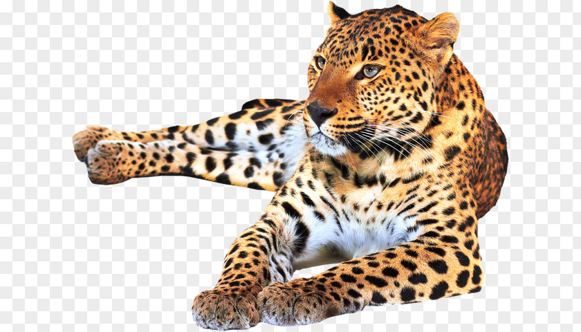 Centaur Leapored Leopard Jaguar Cheetah Felidae Tiger PNG