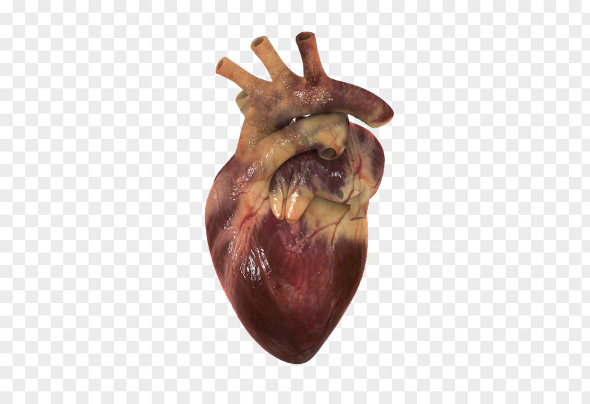 Heart Human Circulatory System 3D Computer Graphics Visualization PNG