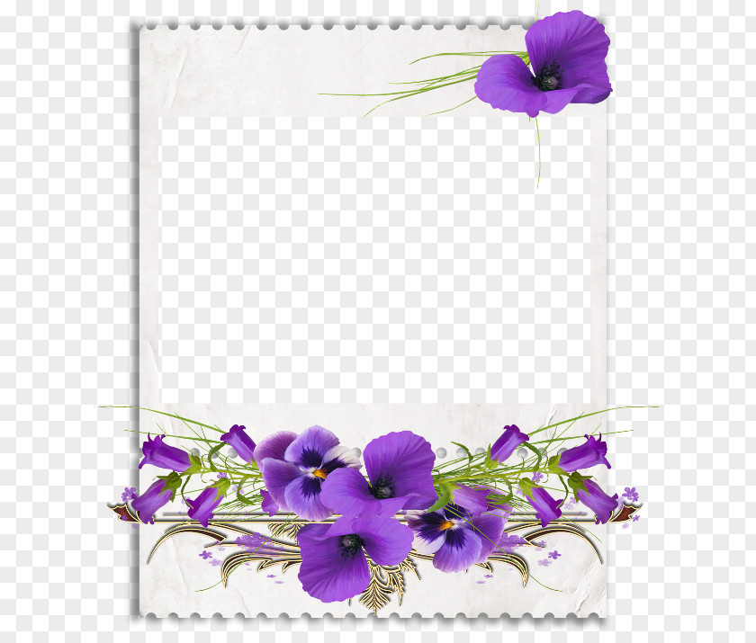 Violet African Violets Clip Art PNG
