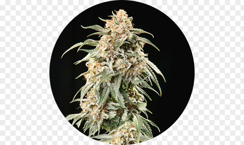 Autoflowering Cannabis Haze Seed Bank PNG