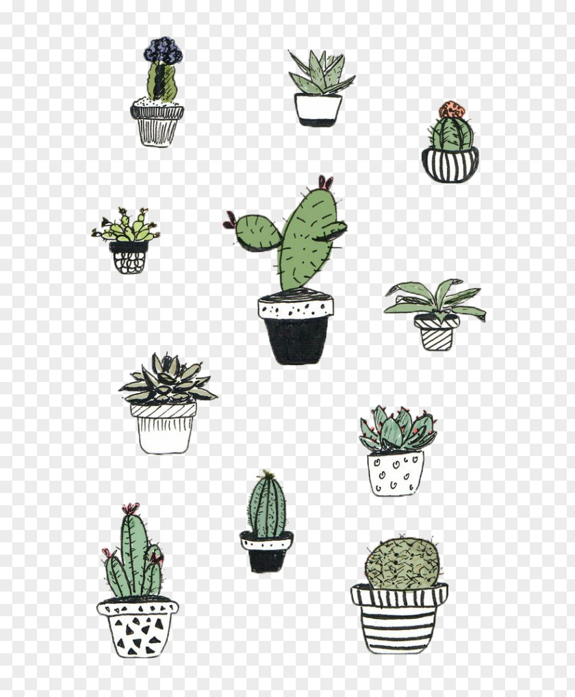 Cactaceae Cactus And Succulents Drawing Succulent Plant PNG
