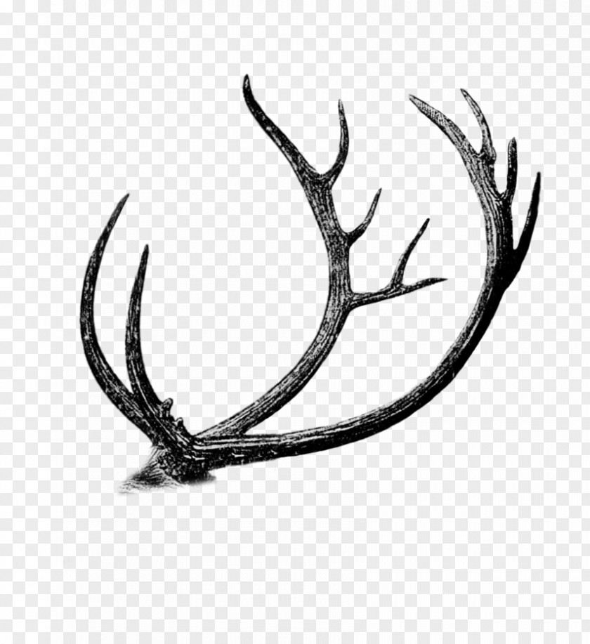 Deer Barasingha Antler Drawing Graphics PNG