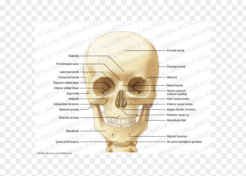 Ear Human Skull Sphenoid Bone Anatomy PNG