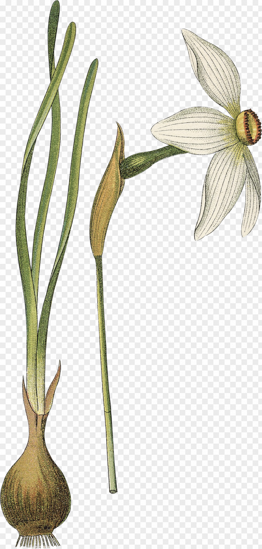 Flower Poet's Narcissus Botany Botanical Illustration Drawing PNG