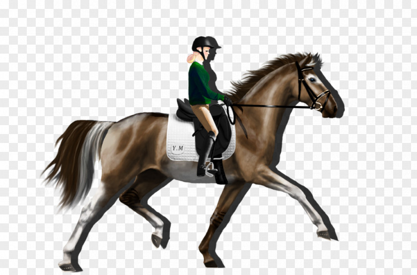 Mustang Hunt Seat Stallion Rein Mare PNG
