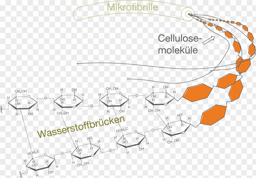 Paper Cellulose Polysaccharide Macromolecule Polymer PNG