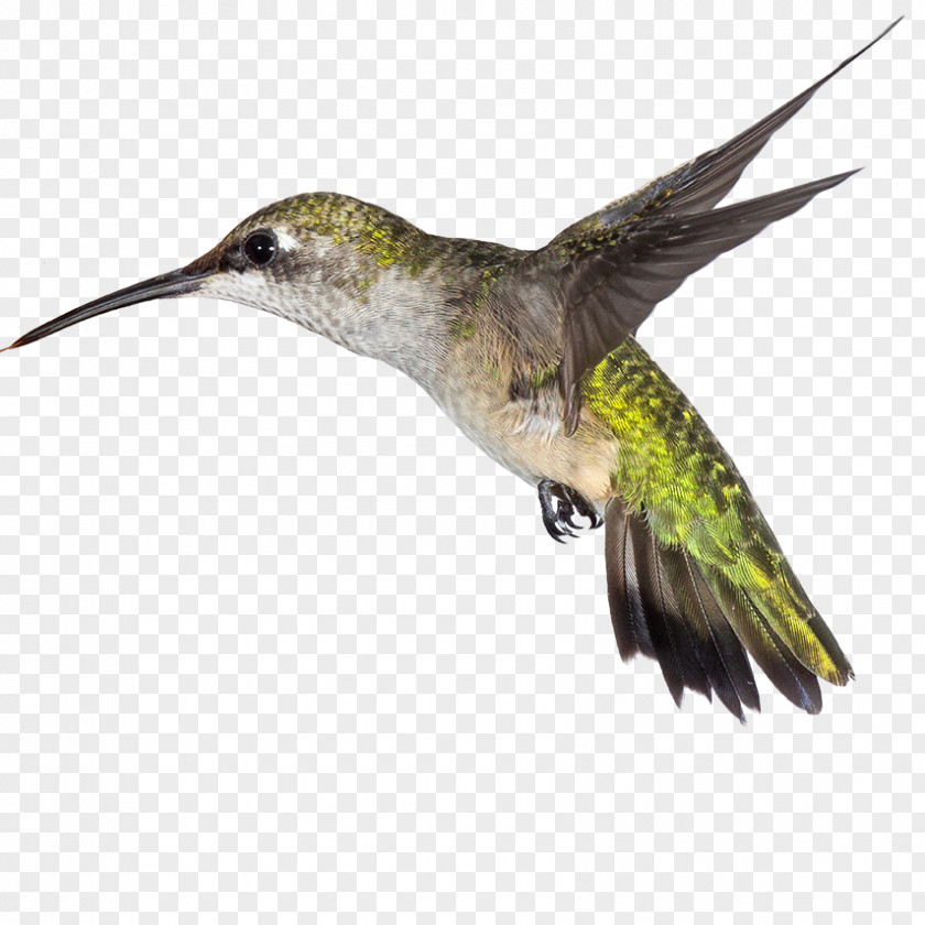 Bird Hummingbird Beak Medicine Amazon.com PNG