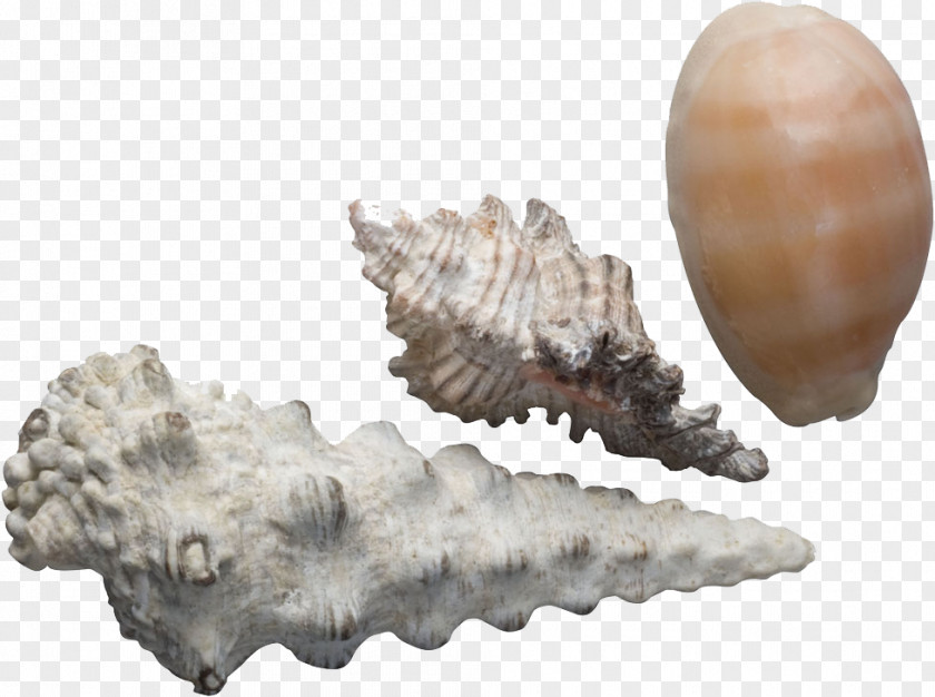 Conch Creative Seashell Sea Snail Google Images PNG