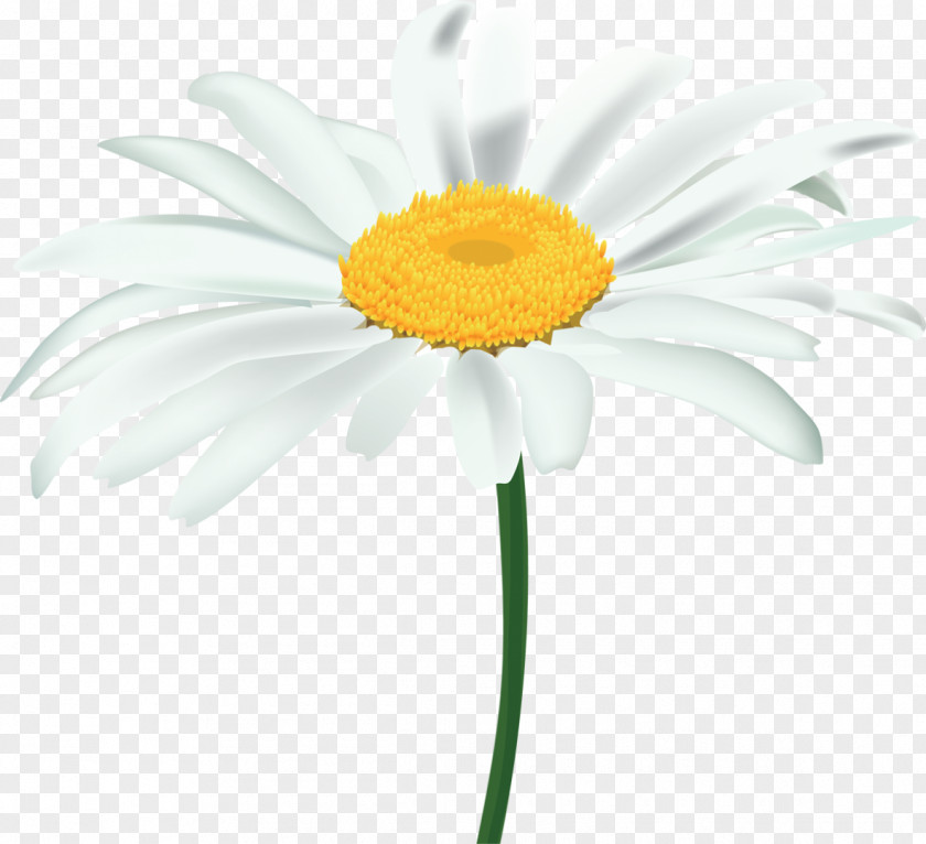 Flower Plant Oxeye Daisy Chamomile Family PNG