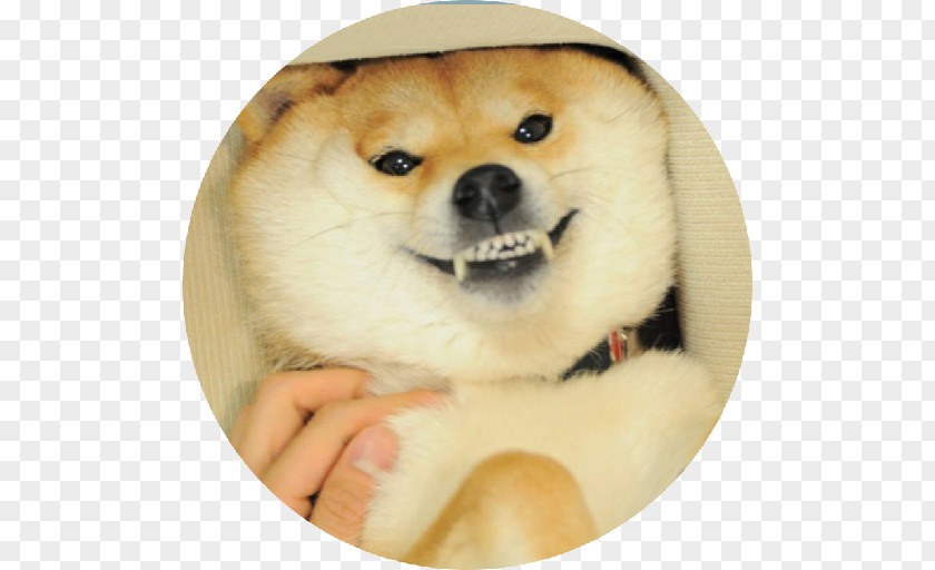 Puppy Shiba Inu Akita Doge Humour PNG