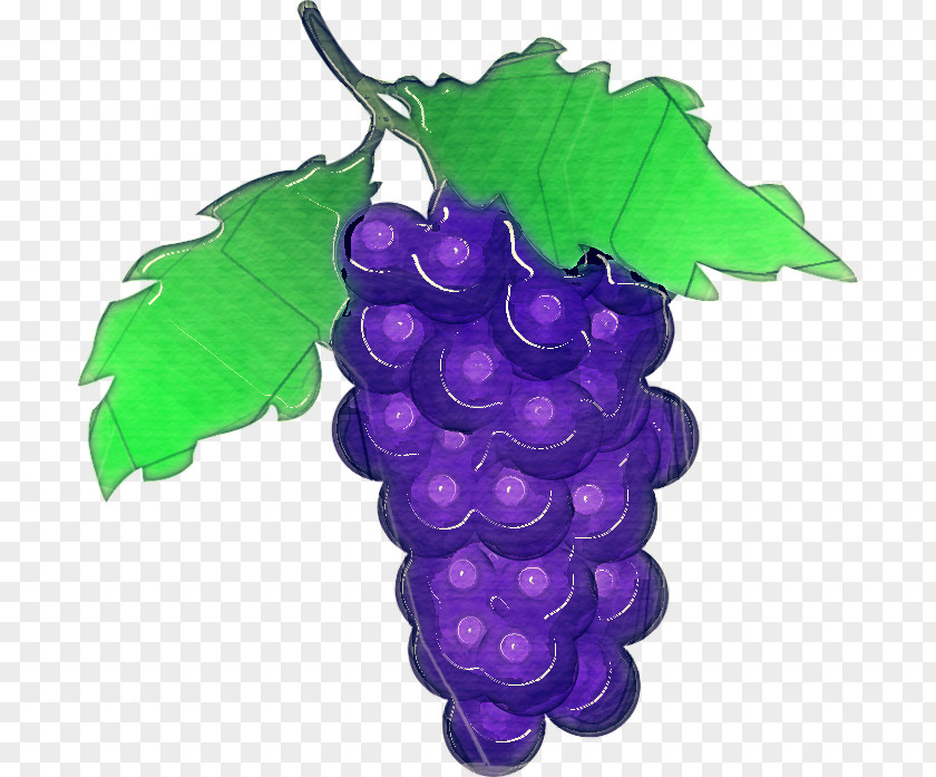 Purple Violet Grape Leaves Seedless Fruit Grapevine Family Vitis PNG